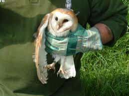 owl