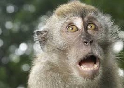 wanking monkey general election