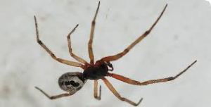 false widow spider