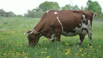 students eating grass