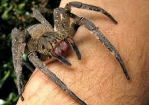 venomous spiders in britain