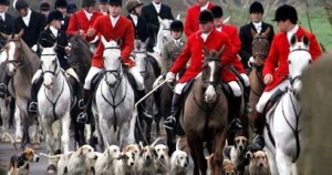 hunting dogs with foxes